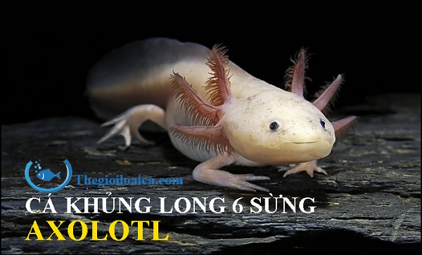 Bán Cá Khủng Long 6 Sừng 4 Chân Axolotl Tại Hồ Chí Minh, …